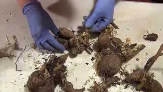 Делим клубни георгин перед высадкой. Divide the dahlia tubers before planting.