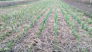 Розвиток часника на 11.04.18.Фунгіцидна профілактика.Бакова суміш Megafol+Plantafol+Енжіо+Квадріс.