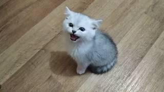 МЯУКАНЬЕ КОТЯТ ? КОТЕНОК РАЗГОВАРИВАЕТ С ХОЗЯЙКОЙ ? ШОТЛАНДСКИЕ КОТЯТА МЯУКАЮТ ГОВОРЯЩИЕ КОТЫ