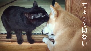 大好きな犬の匂いを嗅ぎまくって犬にドン引きされる猫 The cat who likes dogs smell