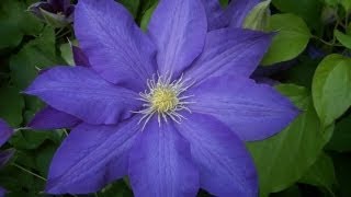 Blooming Clematis