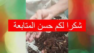عودة الي تجربة دكتور هشام حجاج مع ذبابة الجندي الاسود وتتمة مشروع انتاج بدائل الاعلاف