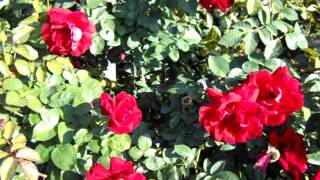 Preference Floribunda Rose