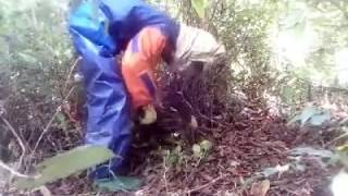 Đi Bắt Ong Vò Vẽ Bị Đốt Tơi Bời HAI VL HANDLING HANDLING HANDLING HANDLING HANDLING BY BOTH VL