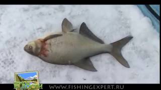 Ловля огромных лещей 2 кг. зима 2011г. Еланчик