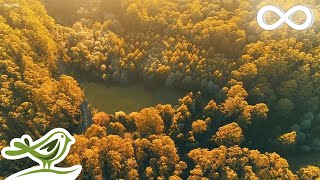 Beautiful Relaxing Music - Calm Piano Music & Guitar Music with Birds Singing