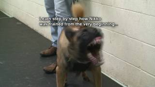 Dog Training - How to train dogs for Real Protection. Must See! (k9-1.com)