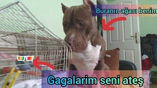 ATEŞİ,YENİ EVLADIMLA TANIŞTIRDIM (ÇOK SİNİRLENDİ)