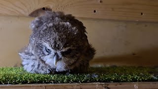 Сычи гуляют по комнате, пока Ёль ждёт грозу. Совы кукуют песни