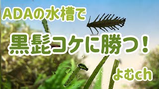 ADAの水槽で黒髭コケに勝つ！原因と対策を考える