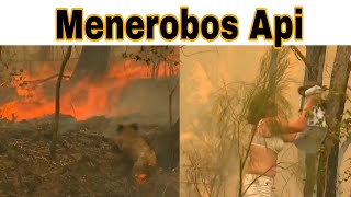 3 Aksi Heroik Penyelamatan Hewan Di Australia
