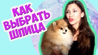 Как выбрать Померанского Шпица