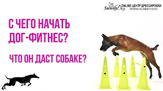 С чего начать дог фитнес? Что он даст собаке? Можно ли заниматься в домашних условиях ?
