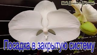 Закрытая система! Мой идеальный вариант для орхидей! Посадка Dtps Sogo Yukidian’V3’×Dtps Yu Pin Fire