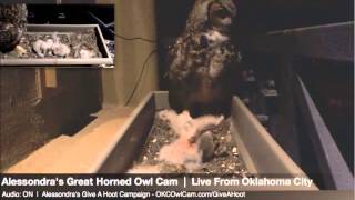 Alessondra's OKC Great Horned Owl Cam - Mr T Delivers 3 times  2-22-2014