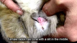 How to sex rabbits / bunny: Sexing rabbits: Male Vs Female - Newstead Vet