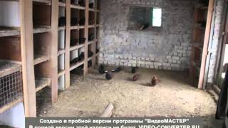 Николаевские голуби королевской селекции