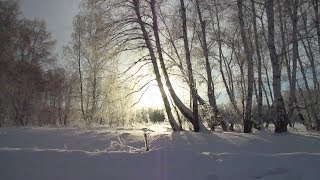ЗИМНИЙ ЛЕС...