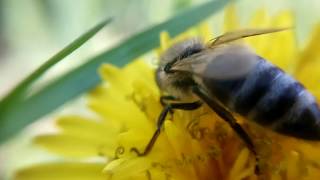? ПЧЕЛА и ОДУВАНЧИК: макросъемка видео 10x zoom macro Dandelion & Bee