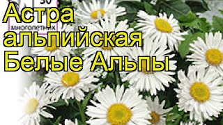 Астра альпийская Белые Альпы. Краткий обзор, описание характеристик, где купить семена aster alpinus
