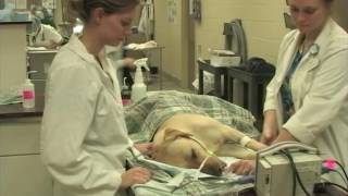 Castration & Spay of a Dog - 7. Recovery