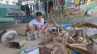 Chim Cu Gáy Mồi Malaisia, Thái lan đã về tới  báo giá Chim cu GÁY phục vụ đam mê