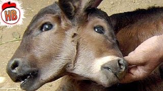 9 Animal Mutations That Shouldn't Be Possible