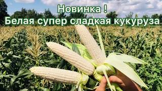 Новинка белая супер сладкая кукуруза от Greentime!