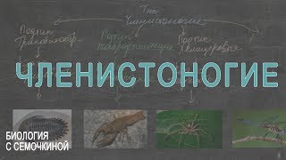 Членистоногие