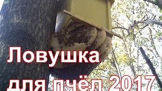 Ловушка для пчёл своими руками/Колодное пчеловодство в деревне.
