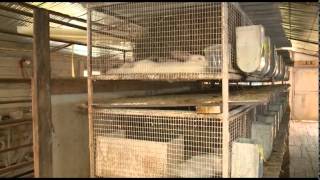 «Сельский порядок». Кролиководческий бизнес с нуля (8.07.2015)
