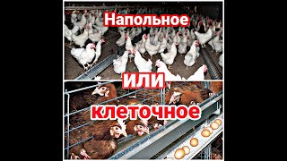 Стрим 15.02.20 "Напольное или Клеточное Содержание Кур и другой птицы"