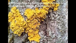 Практическое решение заданий по пройденному. Лекция Лишайники.