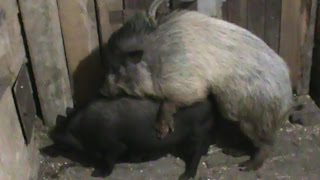 Случка свиней. / The pig's line.