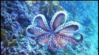 【最も賢い無脊椎動物】タコの墨吐き＆タコ泳法　" octopus shooting ink! "
