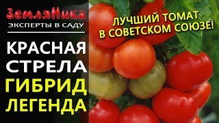 Томат Красная Стрела F1. Гибрид - легенда. Агрофирма Ильинична. Устойчивый к заболеваниям томат.