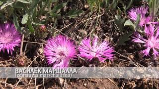 василёк маршалла