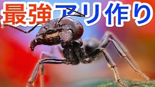最強のアリコロニー作り！女王蟻が卵産みまくったおかげで一日で３匹→◯匹に【 Empires of the Undergrowth 】実況
