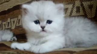 Персидские серебристые шиншиллы,котята