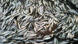 fishing at malvan beach