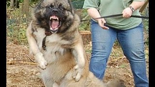Собачьи бои 2015 - Это надо видеть!