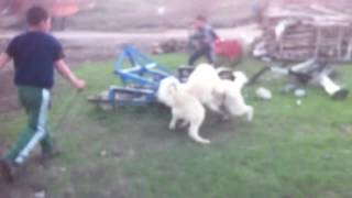 KANGAL BOĞUŞU