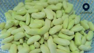 Proceso de producción de faba asturiana IGP y verdinas
