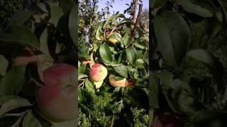 Сорт яблони Кандиль Орловский .