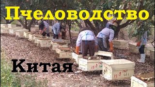 Китай. Первое место по производству меда в мире. Цены на мед в Китае.