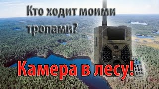 "Видео ловушка" Косуля.