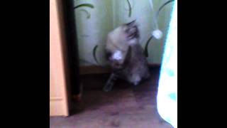 Кот и Валерьянка. Прикол