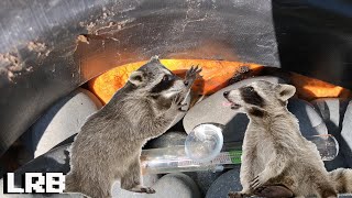 Ravaging Racoons What am I Gonna Do?