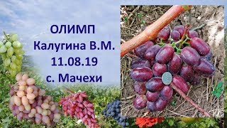 Виноград 2019  Виноград Олимп  Новый виноград