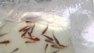 Unboxing New Aquaponic Fish - Koi and Catfish